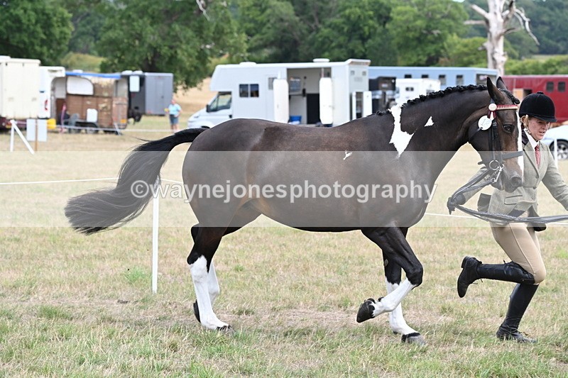 WJ6_5870 - Class 19 In-hand Veterans (Uploaded correct folder)