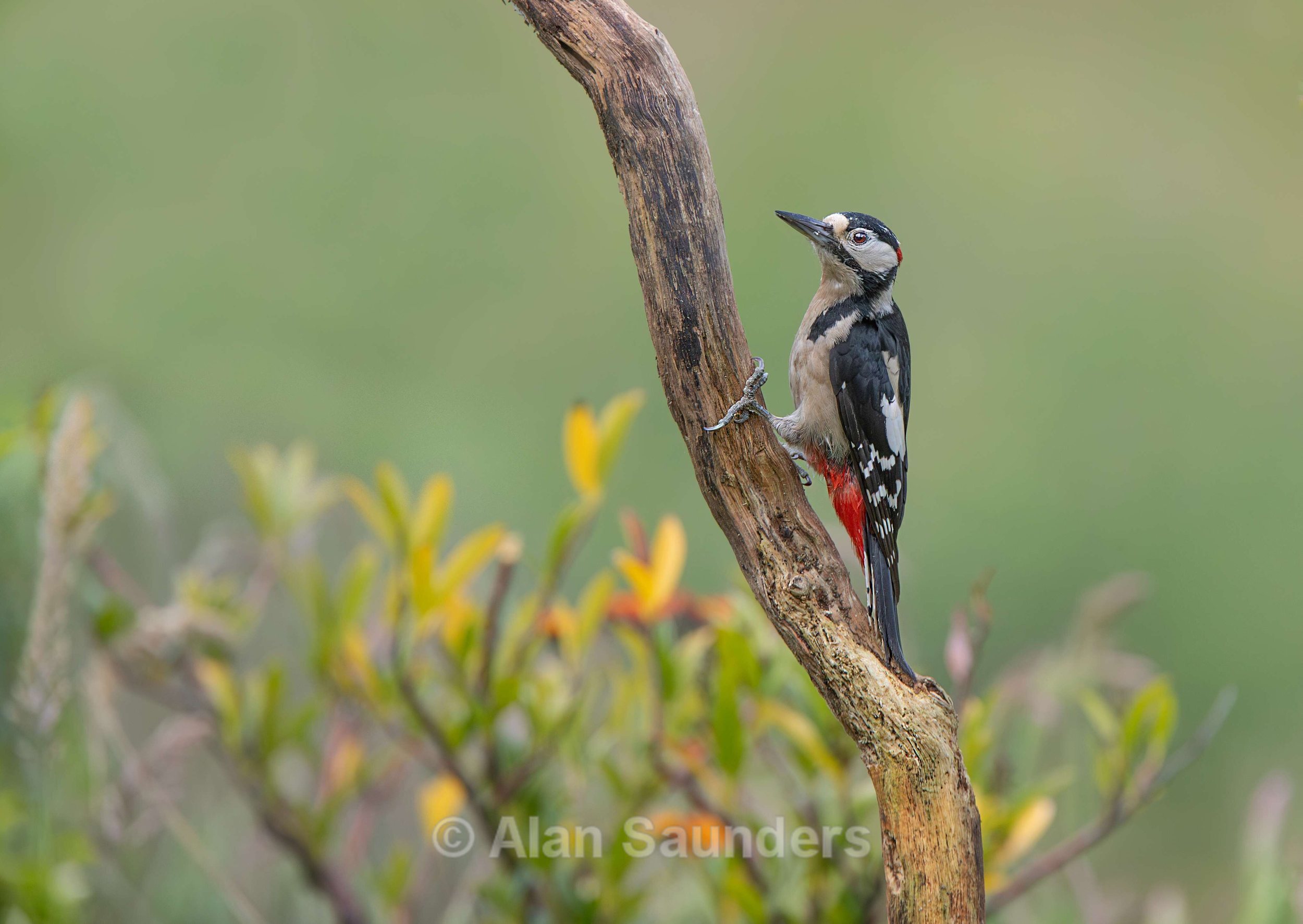 Great Spotted Woodpecker 3