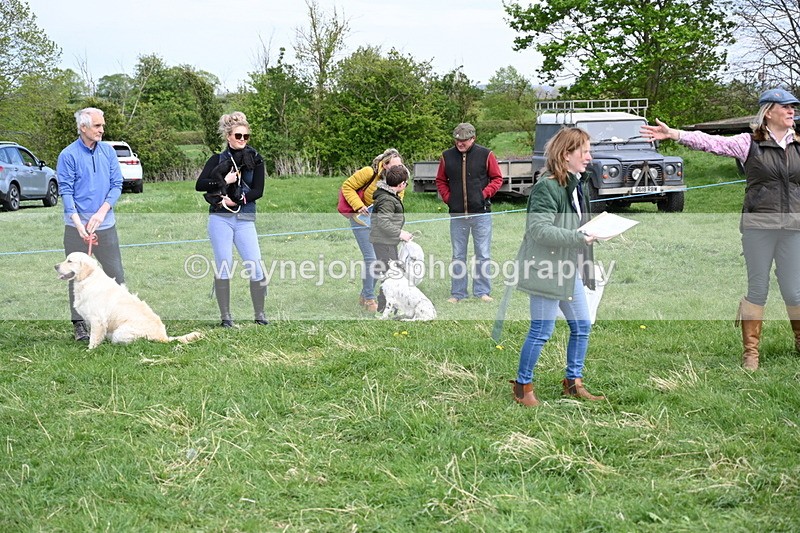 WJ6_9147 - Class 8 Best Working / Gun Dog or Bitch