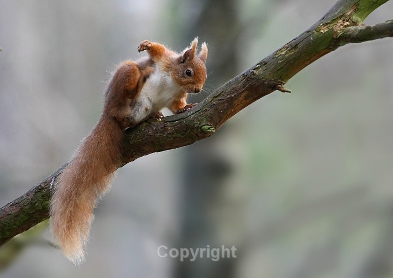 Red Squirrel. Highlands - Various Mammals
