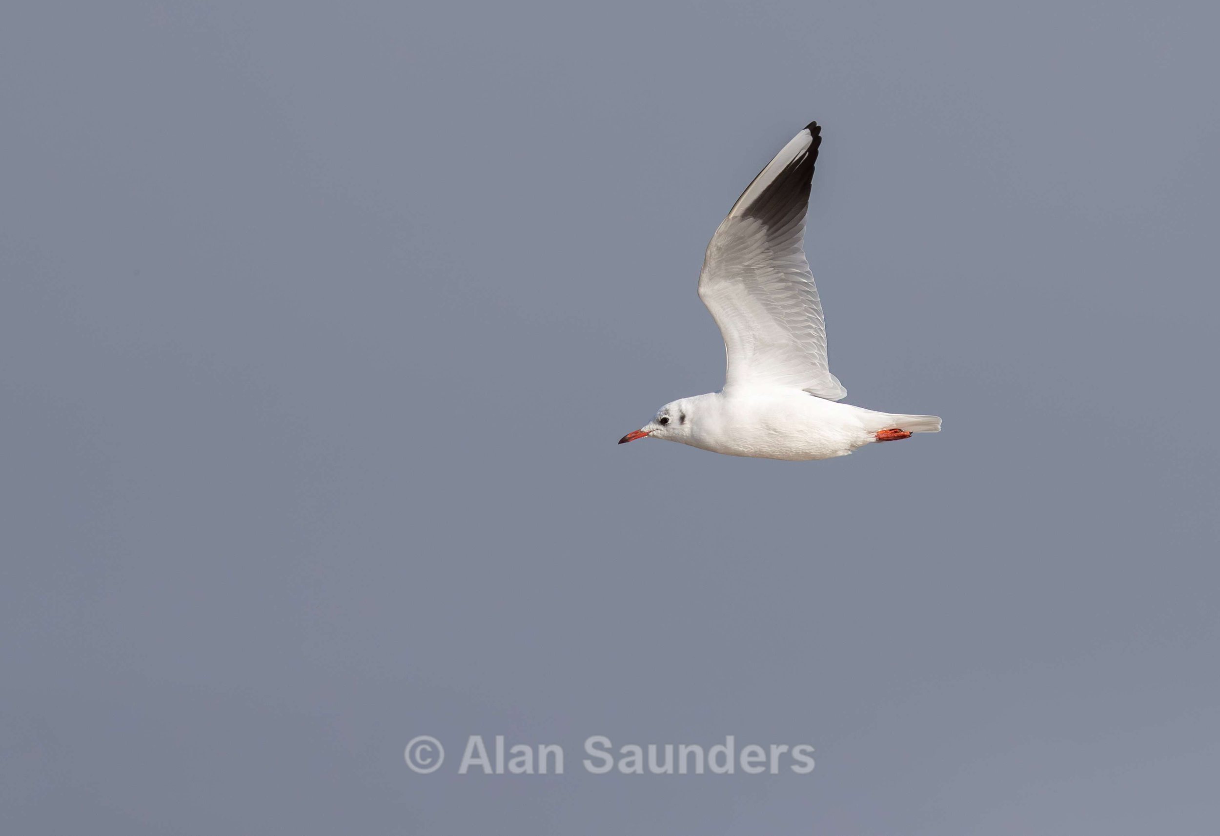 Black Headed Gull 1