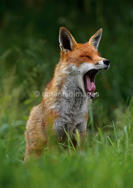 Fox - United Kingdom