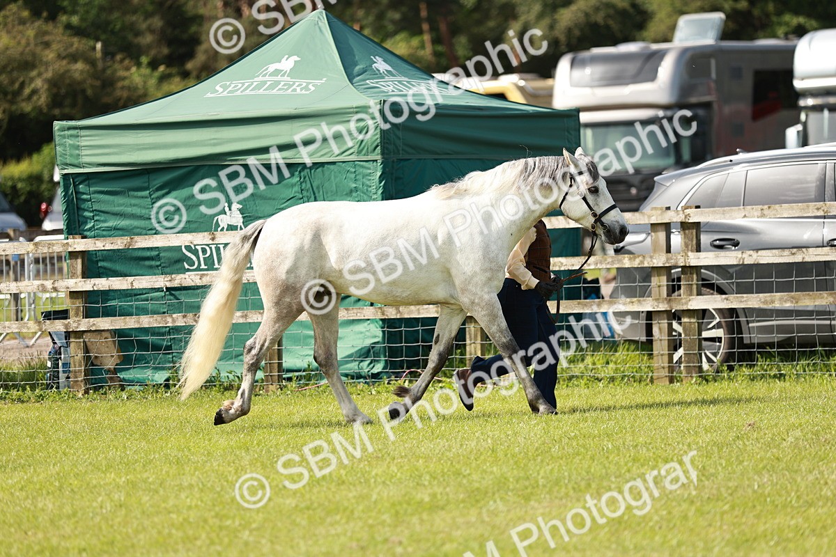 SBM_01661 - Class 14-23 - Mountain & Moorland In Hand Non Welsh