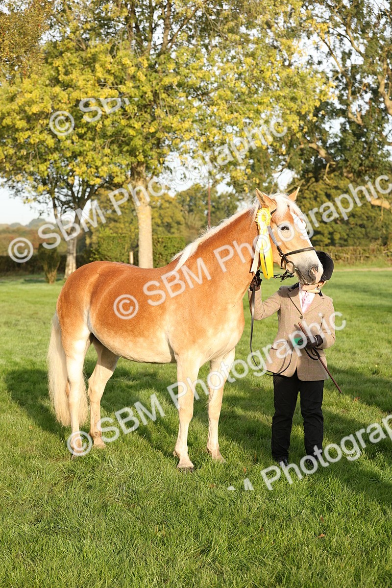 SBM_54459 - S51 - Foreign Breeds In Hand