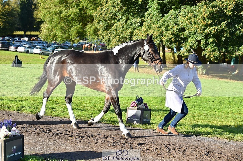 231022-100104-22180 - 475-ANDY.MAC-Hannah.COLMER-TrotUp+SJ