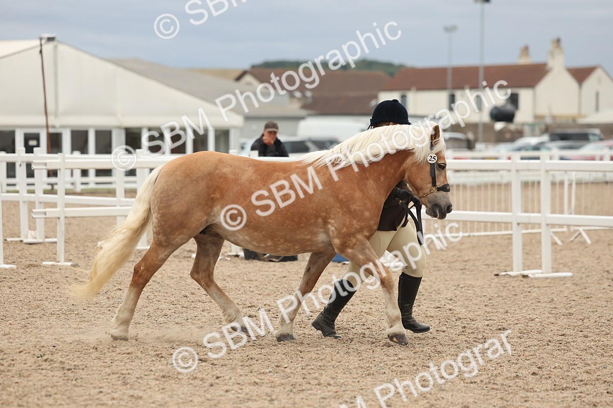 SBM_19294 - Class 317 - IH Pure Bred Horse-Pony