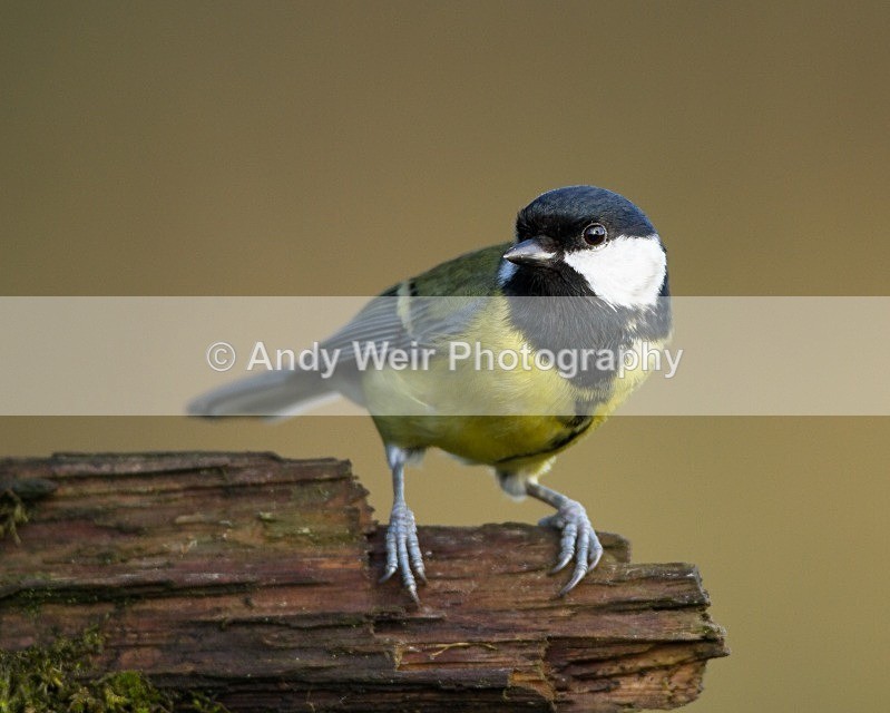 20121110-_MG_1244 - Great Tit