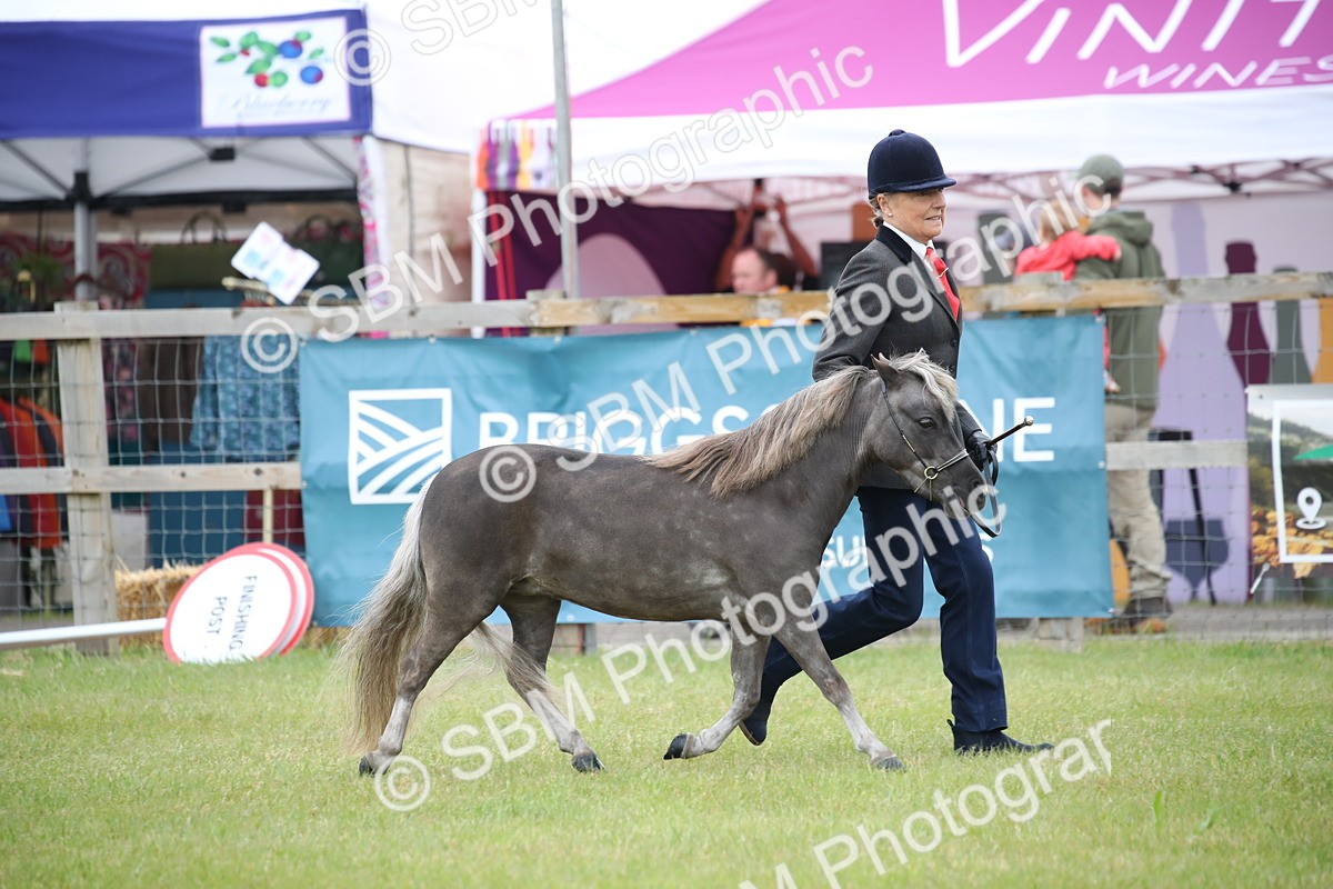 SBM_03865 - Class 23-25 - British Miniature Horse of the Year