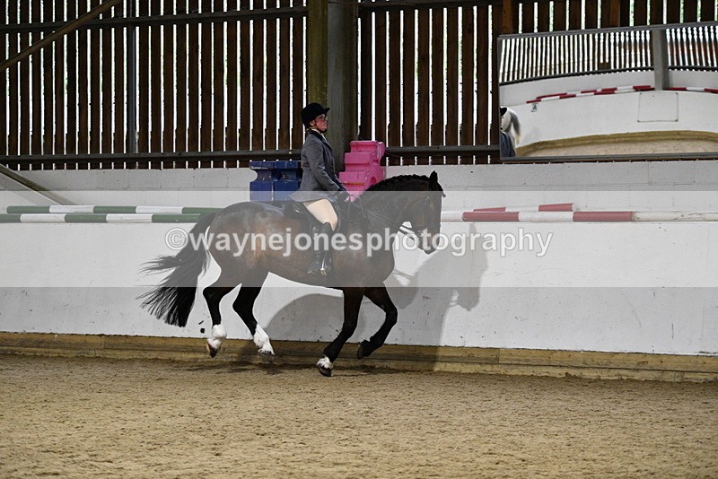 WJ5_8805 - Class 15 Ridden Show Horse