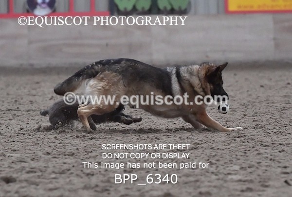 BPP_6340 - CARLA DOGS