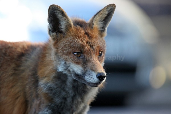 Urban Fox, Bristol _ UR091 - Urban Foxes, Bristol, Great Britain