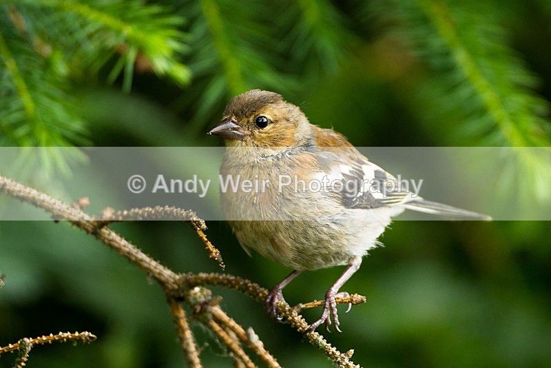 20130630-_MG_4499 - Chaffinch