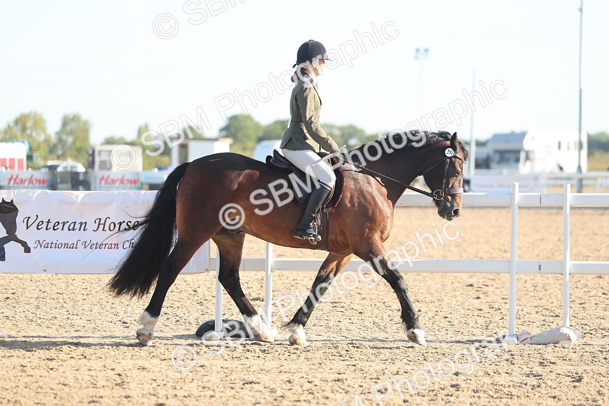 SBM_10968 - Class 302 - Ridden M&M Large Breeds