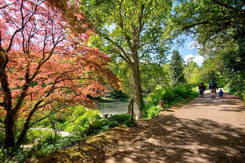 By the lakes at Cockington - Cockington