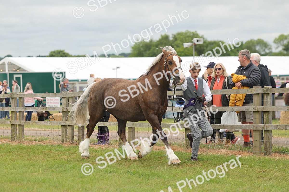 SBM_04957 - Class 50-57 - M&M Welsh Pony In Hand