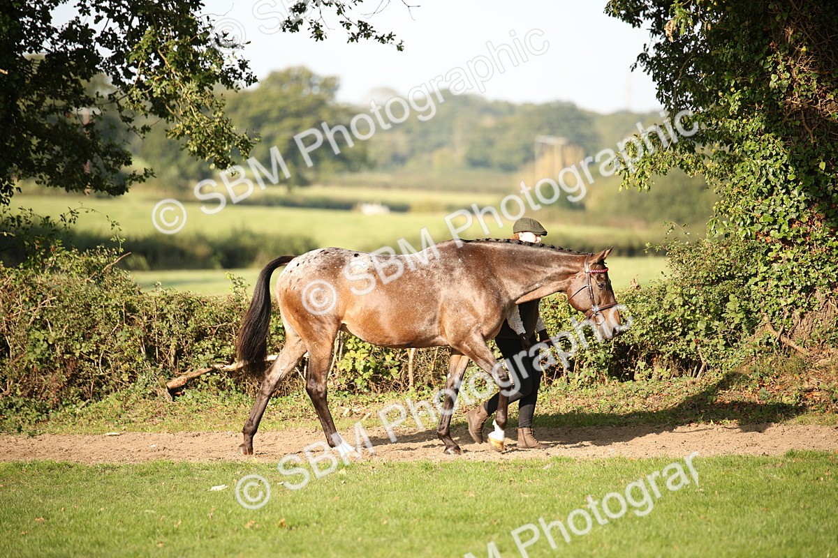 SBM_59329 - S52 - Other Coloured Horse In Hand