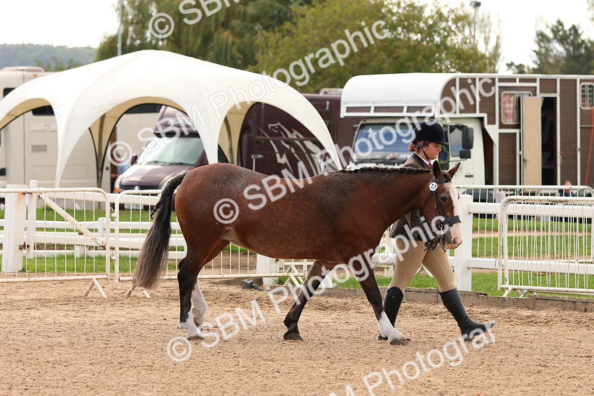 SBM_10257 - Class 206 - IH Non Show Type Pony