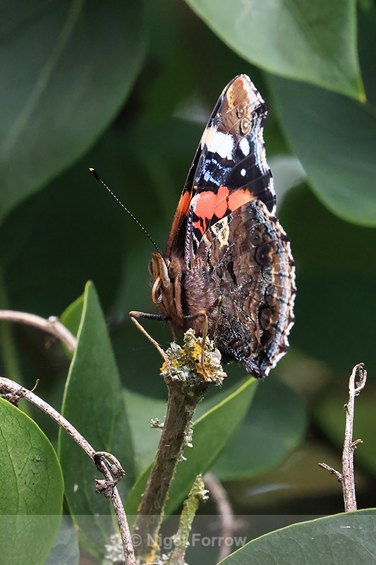 Red Admiral front view, Oxfordshire, UK - INSECTS