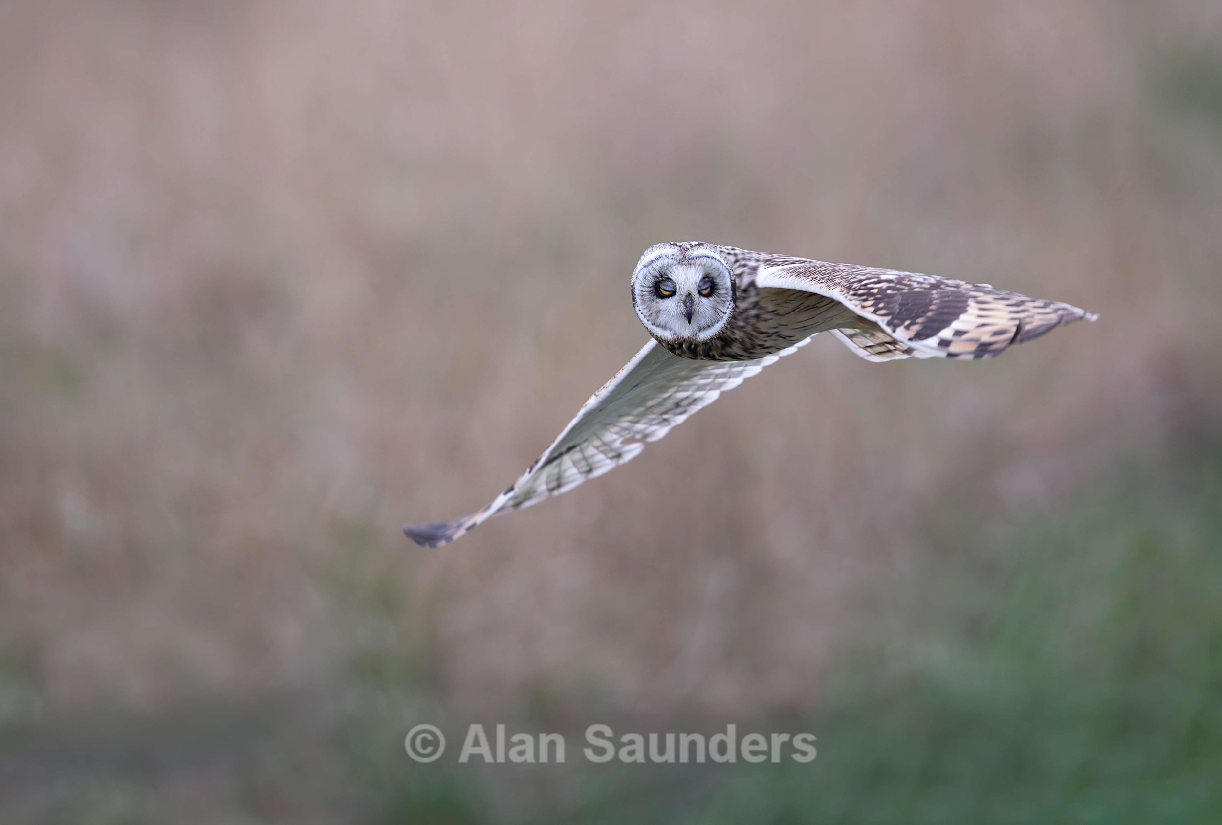 Short Eared Owl