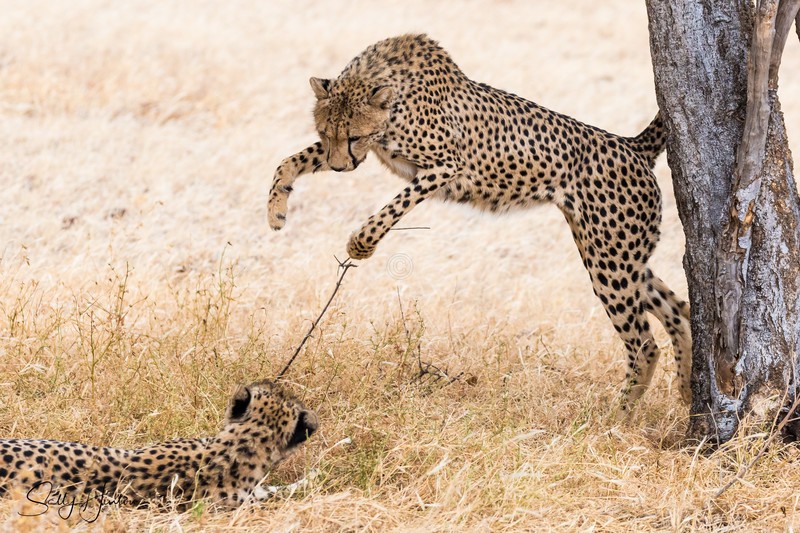 Cheetahs Playing 5