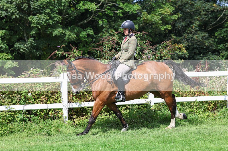 3E7A8688 - Class 5: Working Show Horse