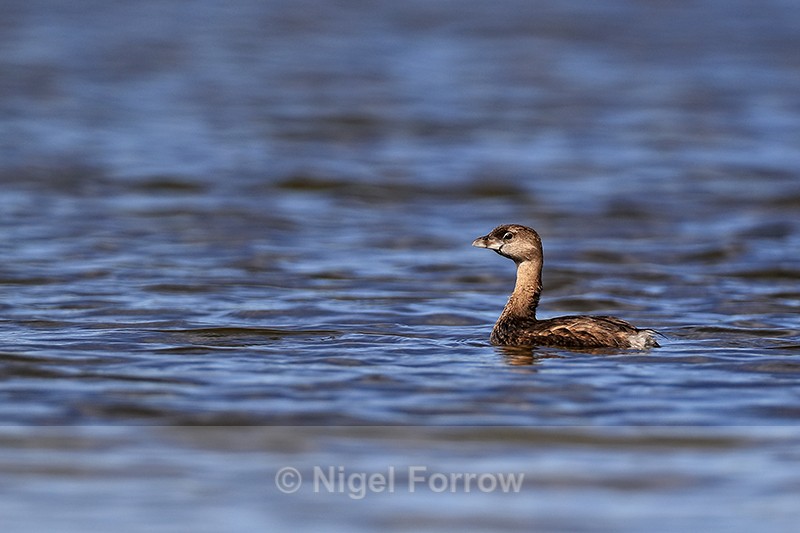 Pied-billed Grebe, Viera Wetlands, Florida - Pied-billed Grebe