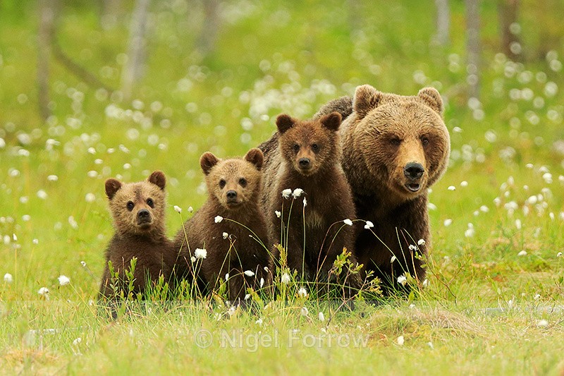 Brown Bear family at Martinselkonen - Brown Bear