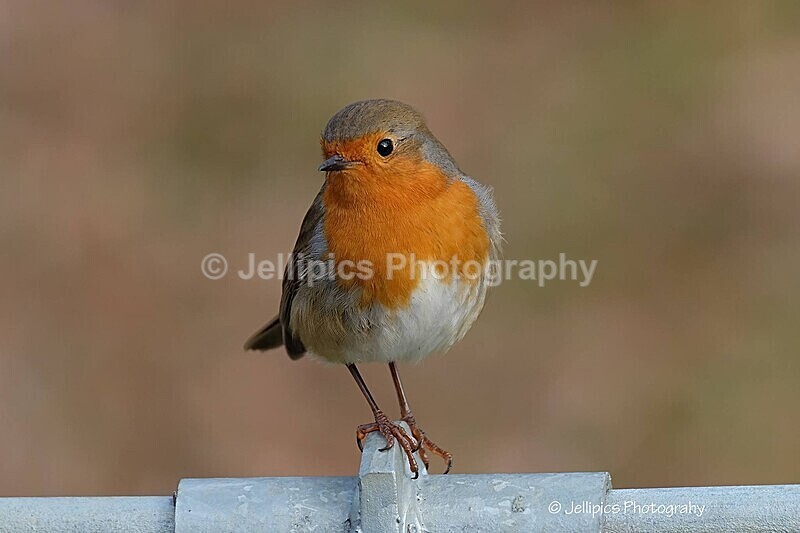  - Wildlife and Nature