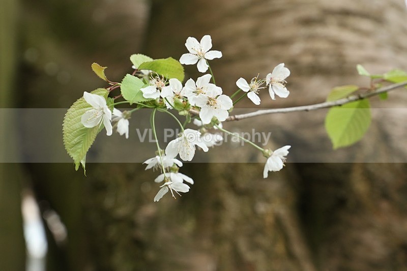 White Blossom - Plants and Trees