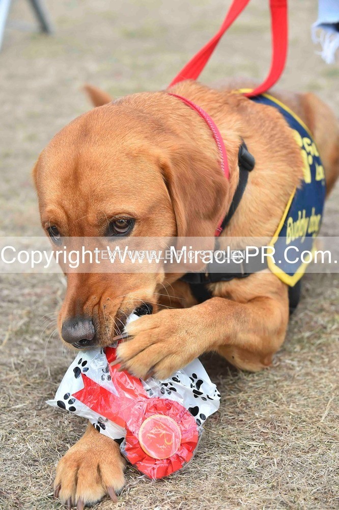 SH4_0168 - Dog show.