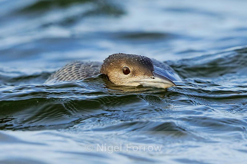 Great Northern Diver swimming low in the water, Farmoor Reservoir - Great Northern Diver