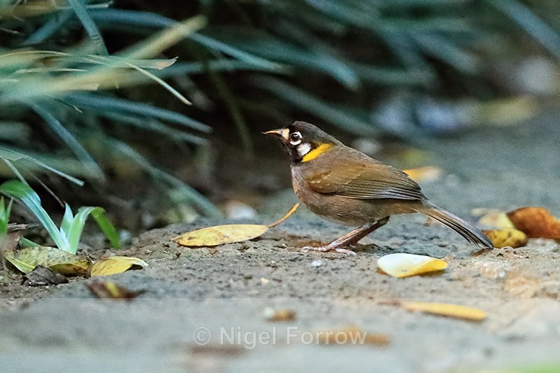 White-eared Ground-Sparrow, Heredia Province, Costa Rica - White-eared Ground-Sparrow