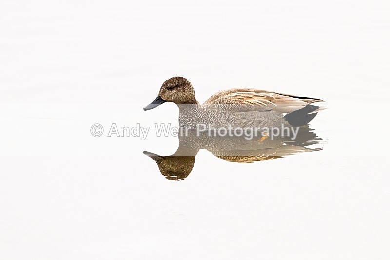 20120212-_MG_8684 - Gadwall
