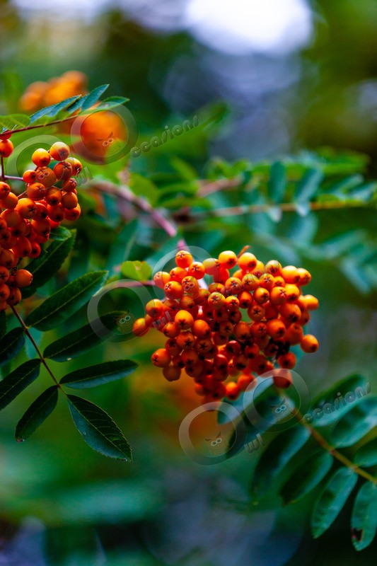 Rowan berries-6302 - Plants and trees
