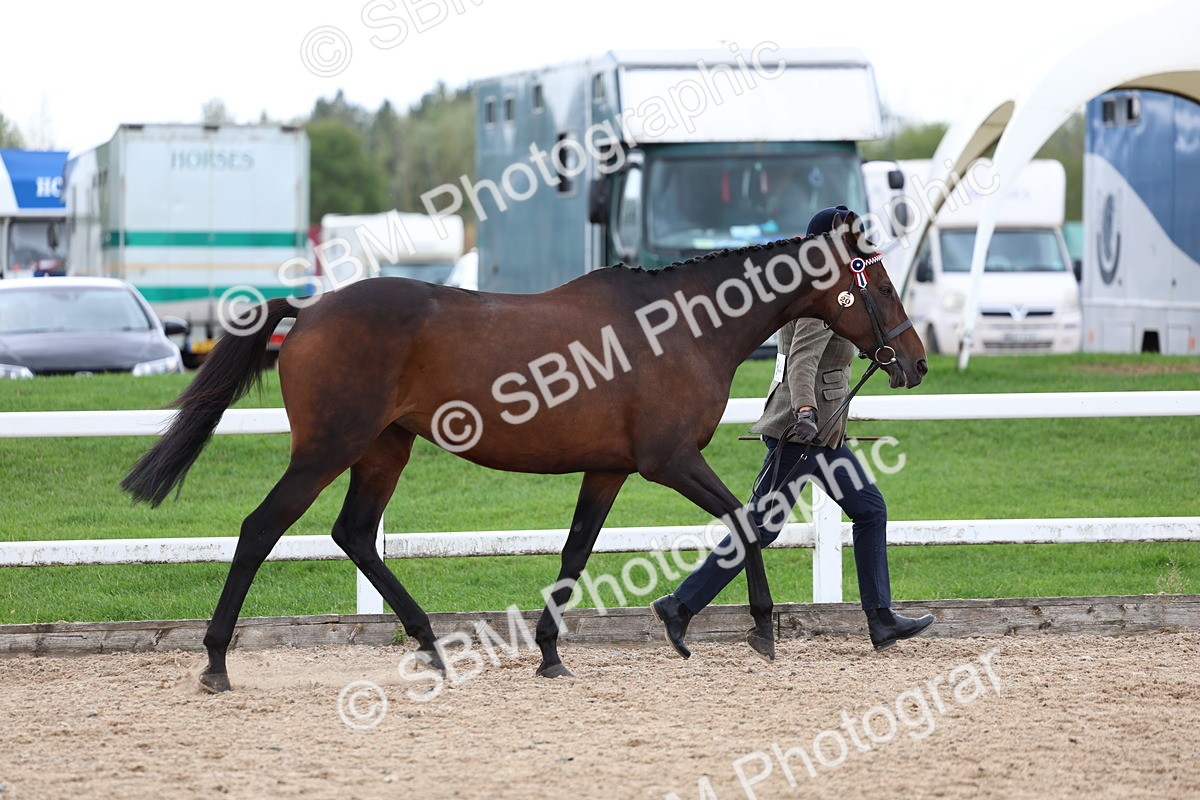 SBM_05035 - Class 27 - IH Competition Horse or Pony