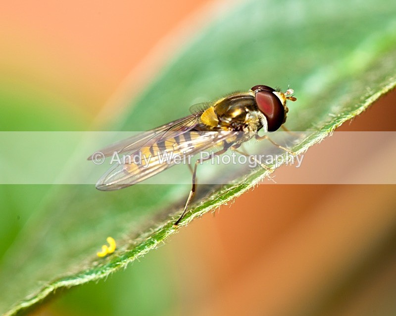 20110814-IMG_6232 - Insects