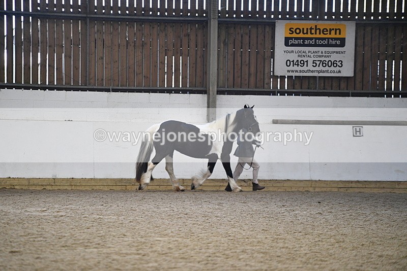 WJ5_5234 - Class 8 In hand cob