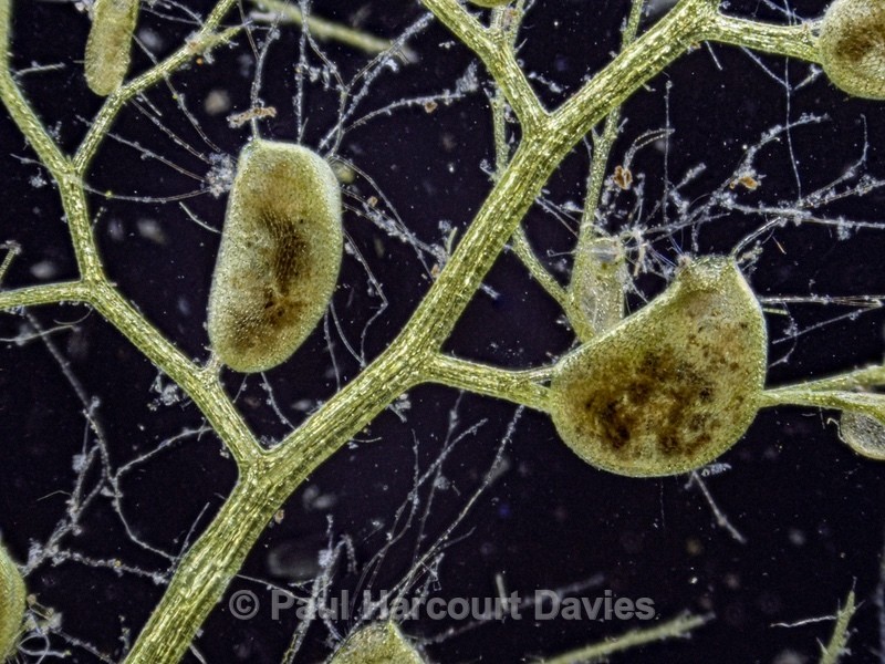 Southern bladderwort (Utricularia australis) - Ten Metres from Home 2021