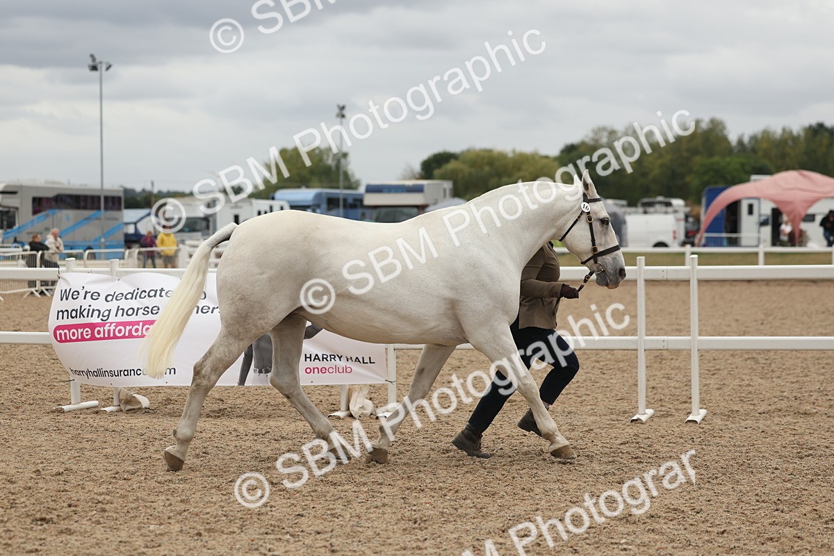 SBM_19283 - Class 317 - IH Pure Bred Horse-Pony