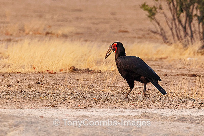 Southern Ground Hornbill - Mana Pools ~ The Birds