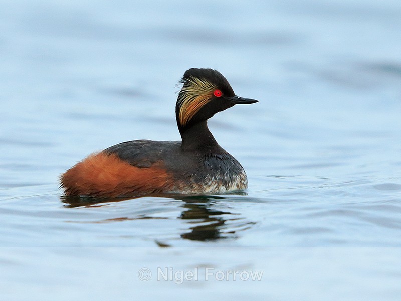 Black-necked Grebe (summer plumage) at Farmoor - Black-necked Grebe