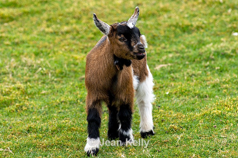 Pygmy Goat Kid - DSC_4256 - Goats