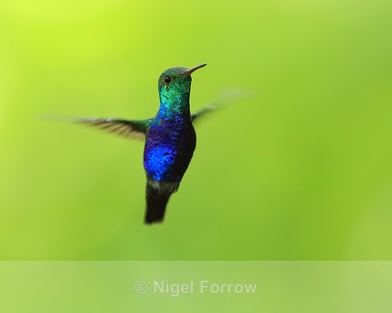 Violet-bellied Hummingbird (male) hovering, Pipeline Road, Panama - Violet-bellied Hummingbird