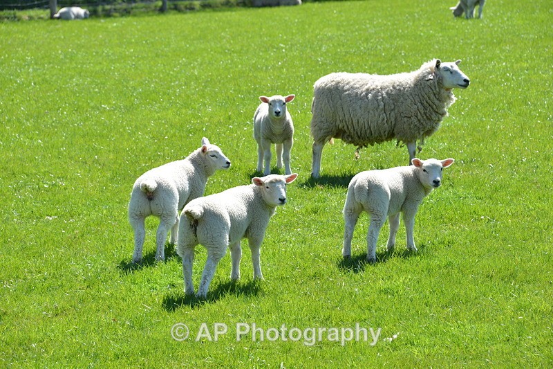 ACP_4135 - Sheep