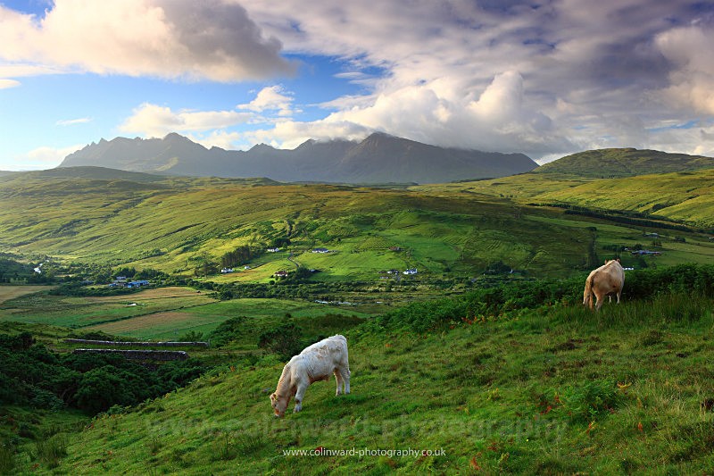 Cattle grazing in the hills near Drynoch, Skye.    ref 6340 - Scotland