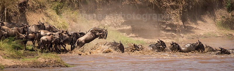  - African Safaris