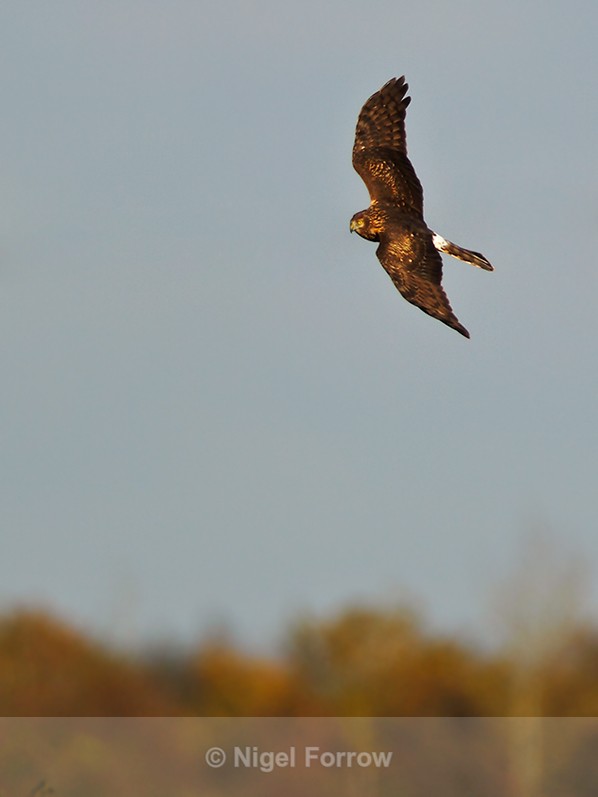 Hen Harrier banking over the reed beds at Otmoor RSPB - Hen Harrier