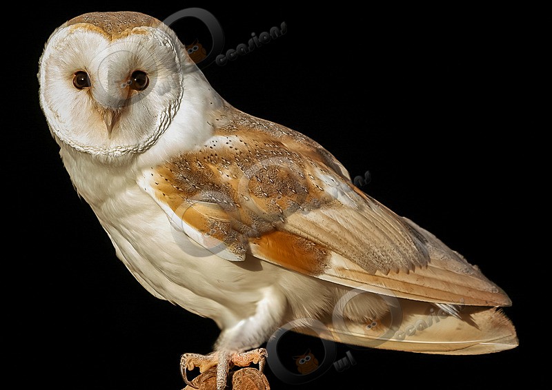Barn Owl109 - Owls of the World