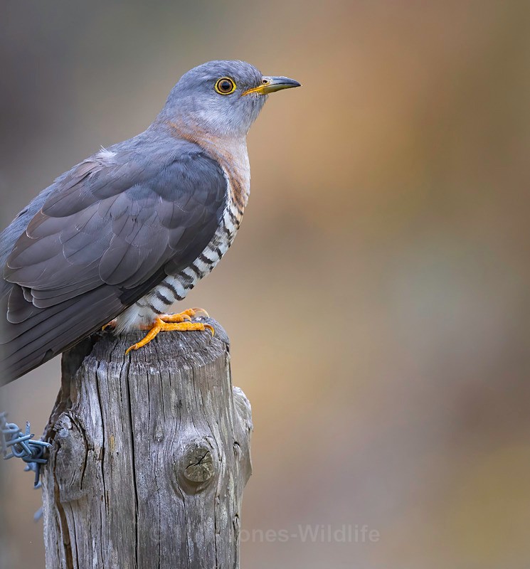 CUCKOO MEGA 1 - CUCKOOS 2025, North Wales