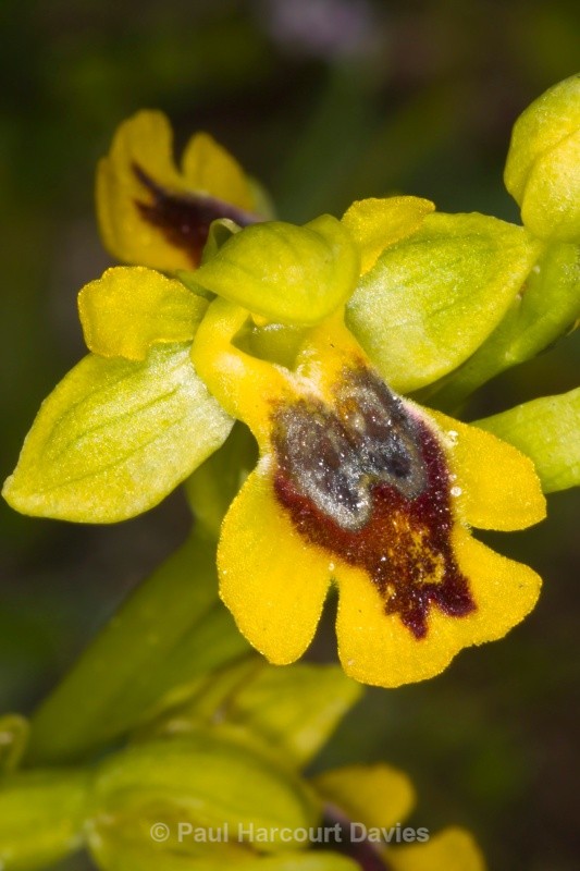 Small yellow Ophrys (Ophrys lutea ssp galilea also called Ophrys sicula) - Orchids - Ophrys
